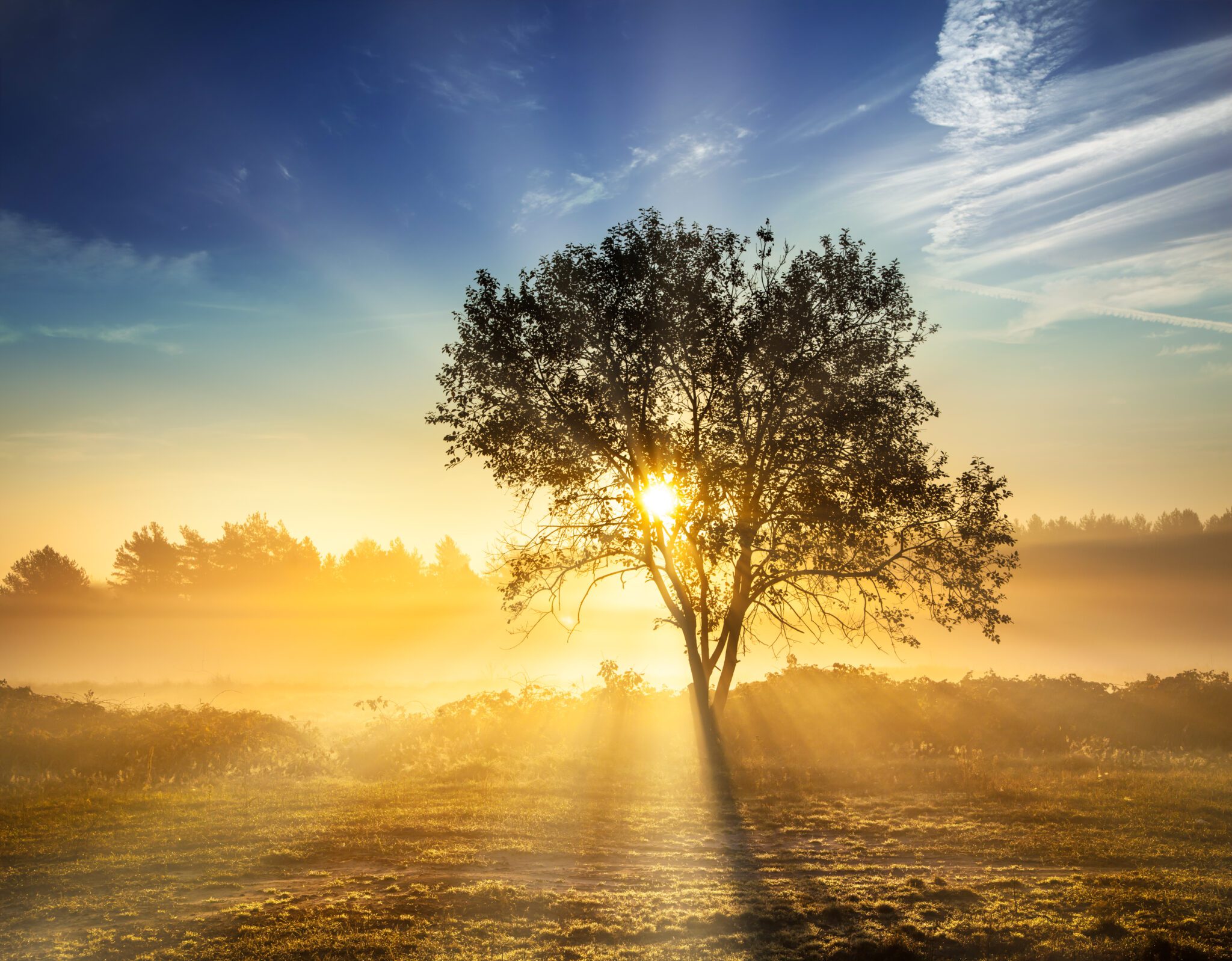 Sunrise casting golden light through a solitary tree in a foggy field.
