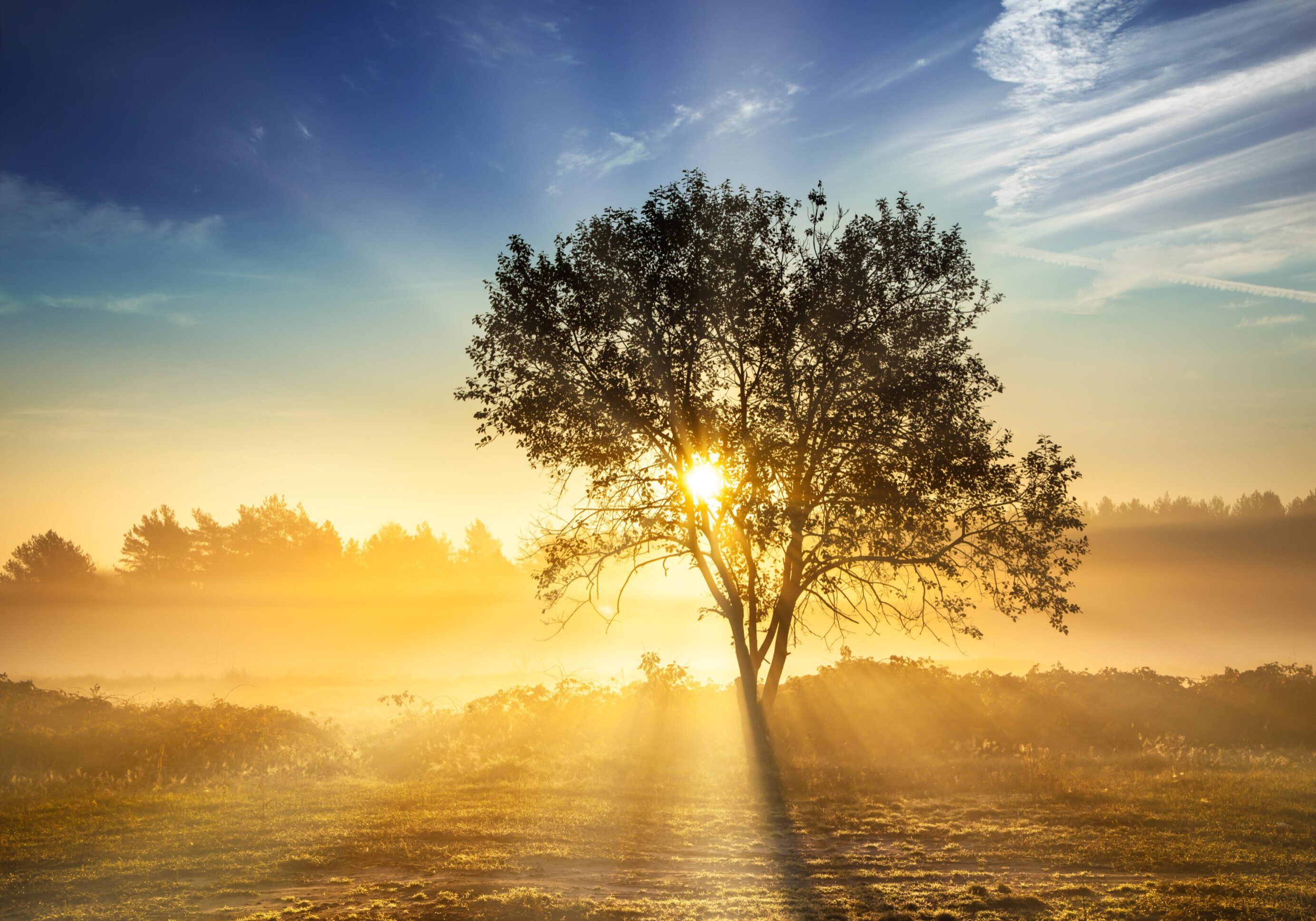 Sunrise casting golden light through a solitary tree in a foggy field.